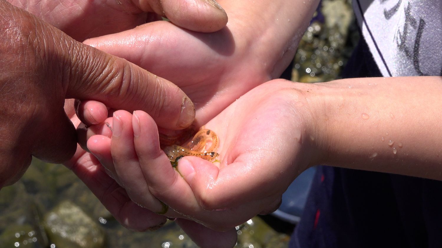 子どもの両手に小さな透明な魚をのせて、大人が指で魚を指しながら説明している様子の写真