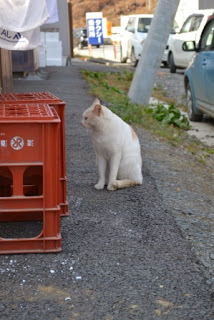 道路脇のアスファルトの上で白地に茶色の斑模様がある猫が座り、赤いプラスチックケースの方を静かに見つめている様子の猫の写真
