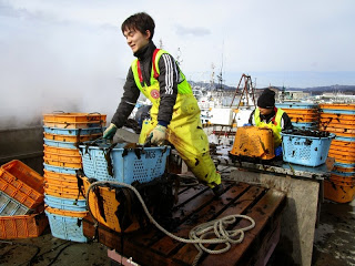 黄色い防水服と蛍光色のベストを着用して青いプラスチック製のバスケットに魚や海産物を入れている作業をしている2名の人を写した写真