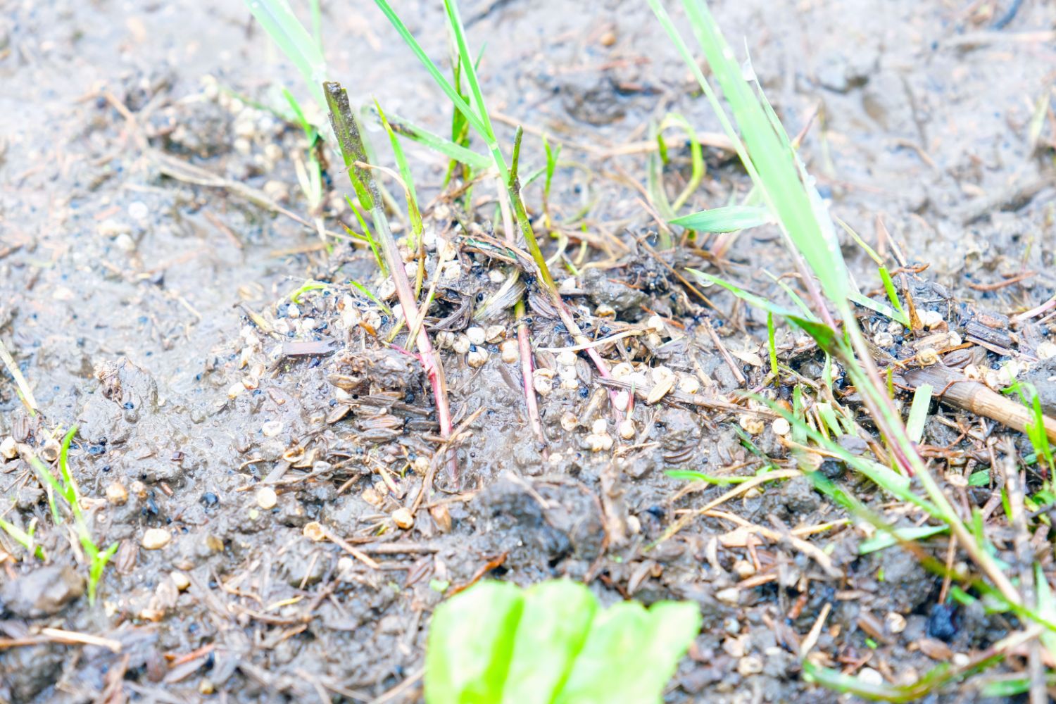 湿った土の上に小さな白い粒が散らばっており、その周りには短い緑色の草が生えている写真