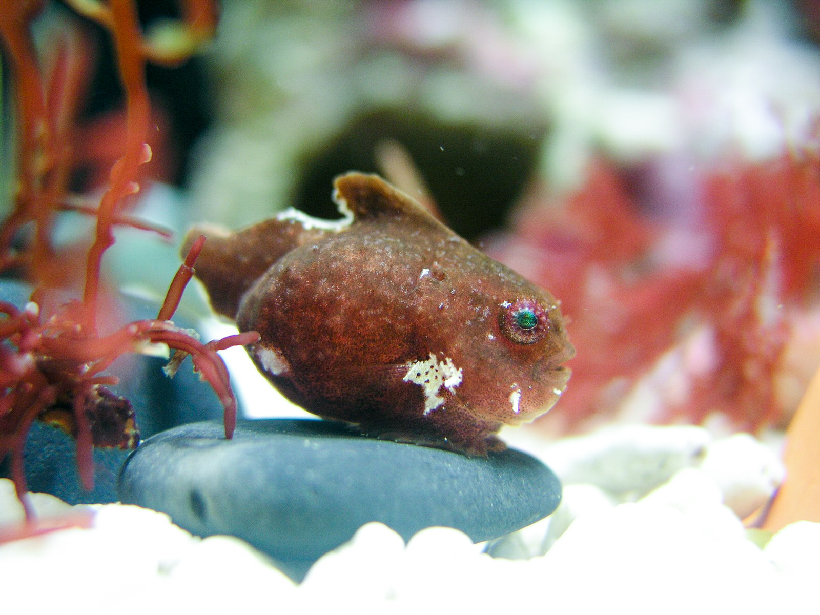 石の上にとまった、青い目の赤茶色の小さな魚をアップで撮影した写真