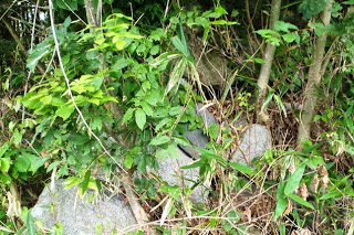 雑草や枯れた葉がまわりを覆っている竹や低木の間に、コケの生えた大きな石がいくつか積まれている写真