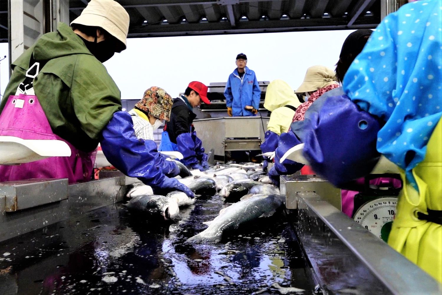 色とりどりのカッパを着た作業員たちが、ベルトコンベアに流れてくるサケを手作業で選別しており、奥には指示を出す人物が立っている、水産加工場内の作業風景の写真