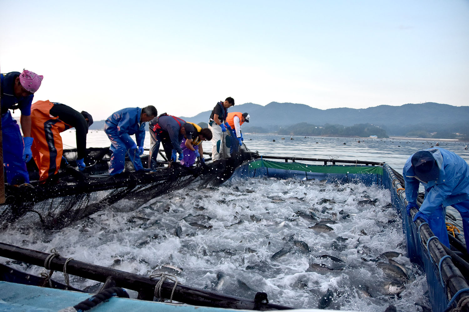 複数の作業員が海上の生け簀の中で跳ねる大量のギンザケを網ですくい上げようとしている写真