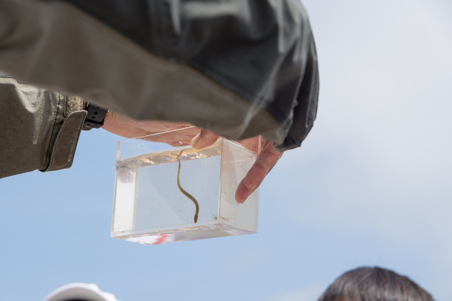 男性が両手で持っている透明な容器の中に入っている細長いニホンウナギの稚魚の写真