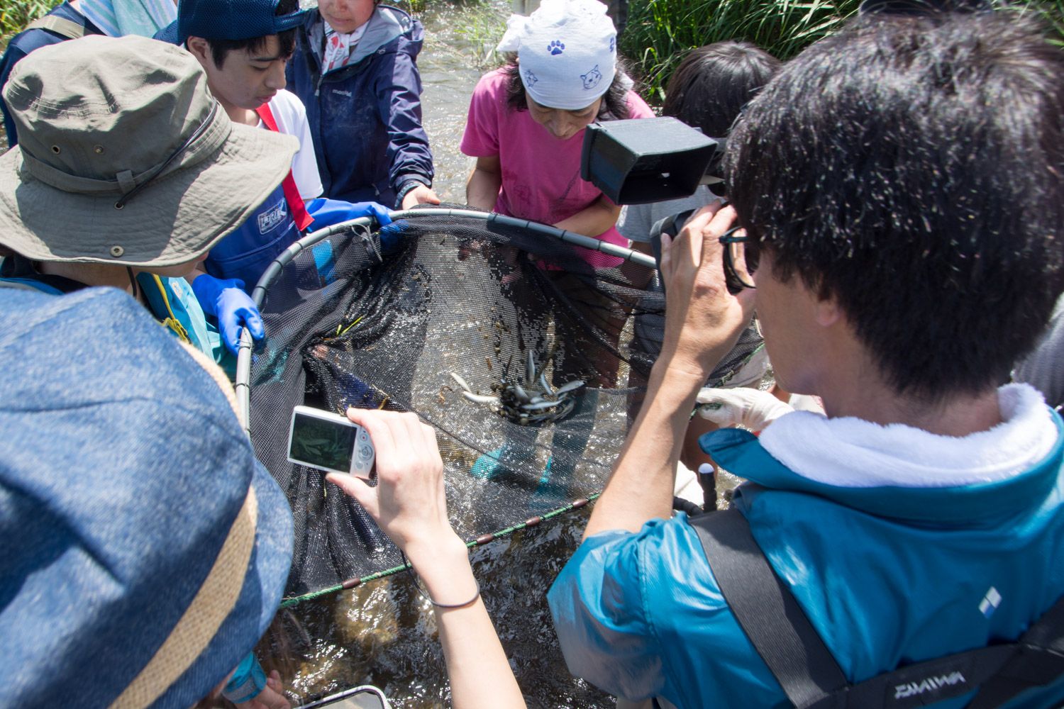 浅い水辺で複数の人物が数匹の魚が入っている大きな網の周りに集まり、何人かはその様子をカメラで撮影し、他の人は網の中を覗き込んでいる様子が写されている写真