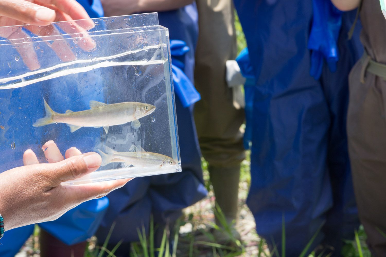 屋外の水辺付近で、小さな魚が2匹入った透明な四角い容器を持っている男性の周りに、青や茶色の胴長を着た複数の人達が集まっている写真
