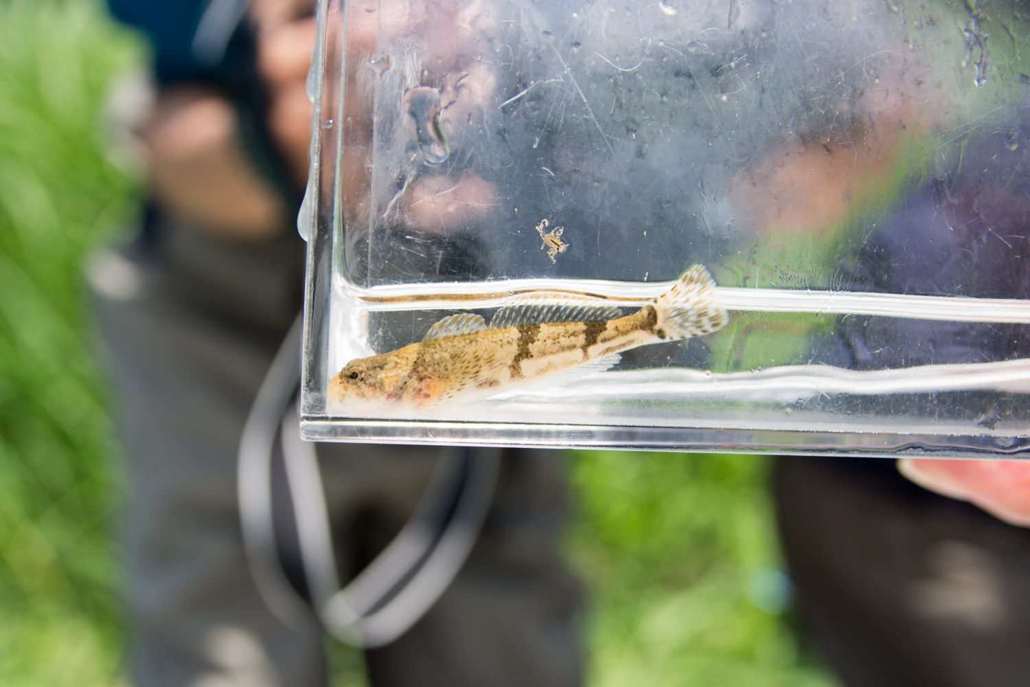 水が入っている透明な四角い容器の中に、採取した薄茶色と濃い茶色の模様がある小さな魚が泳いでいる写真