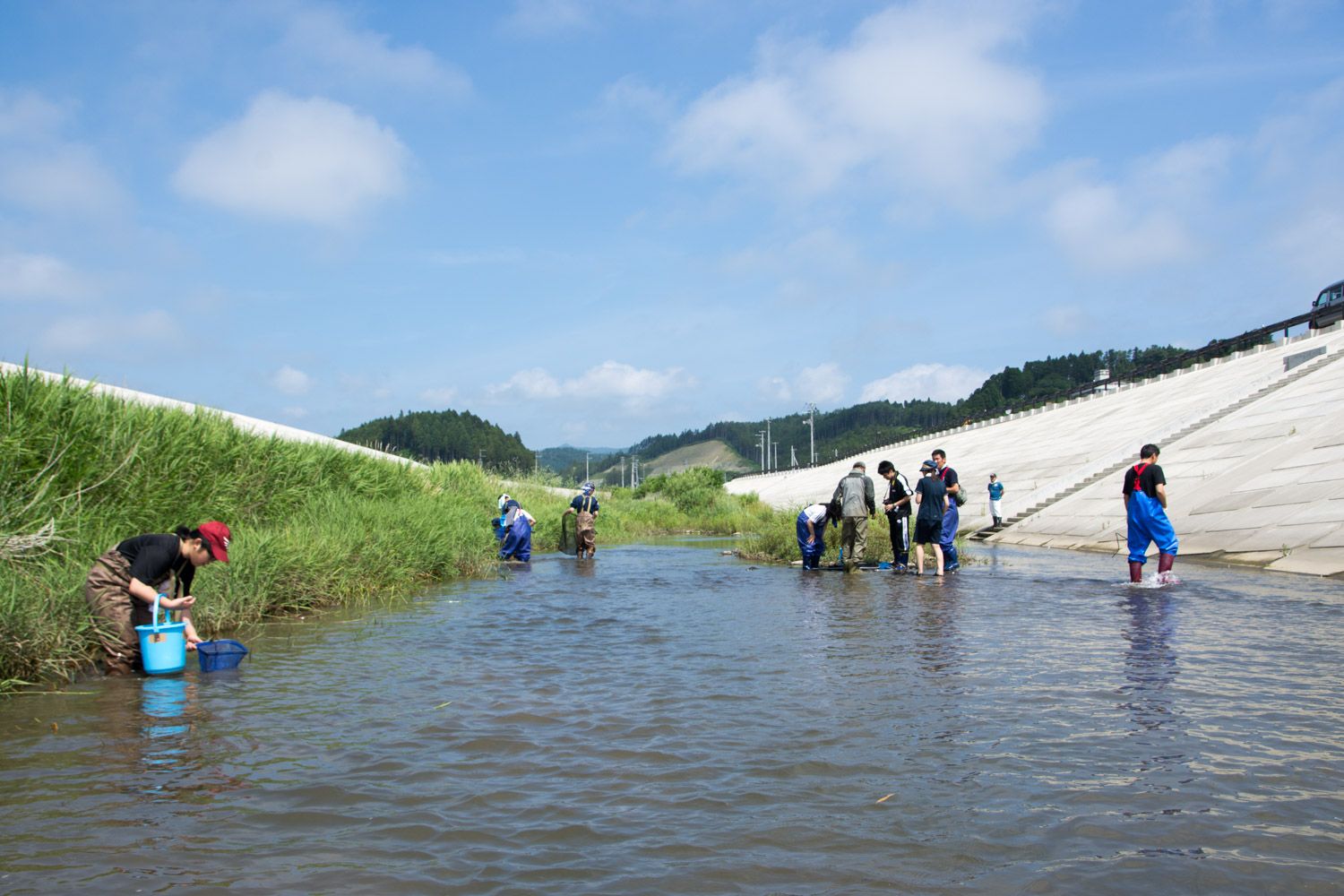 背景には丘や木々、青空と雲が広がる、草の生えた左岸とコンクリートの右岸に囲まれた八幡川の浅い水辺に複数の人物が立ち、水の中の生きものを採取したりしている様子の写真