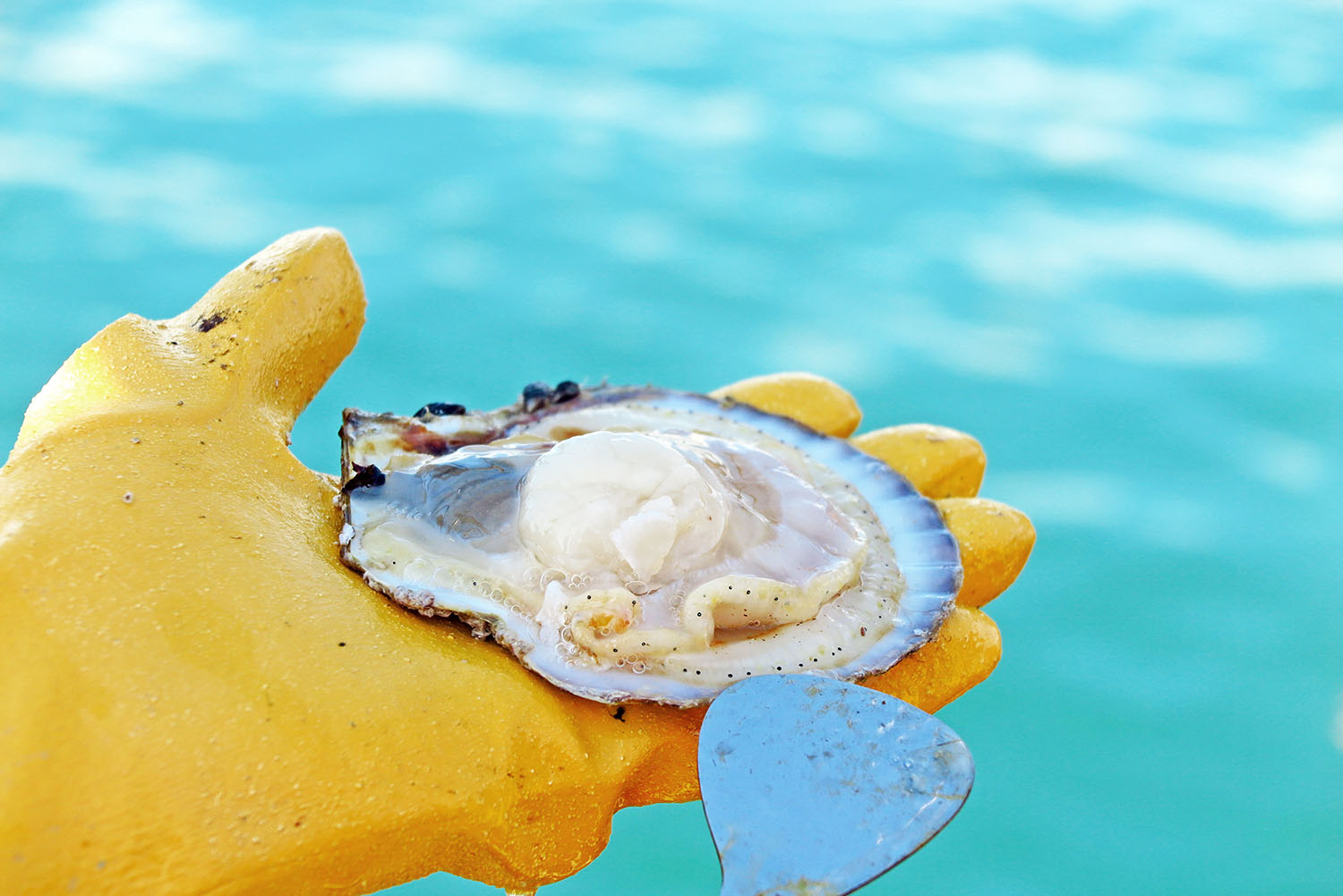 黄色い手袋をした作業員の手のひらに、殻が開かれたホタテが乗っている写真