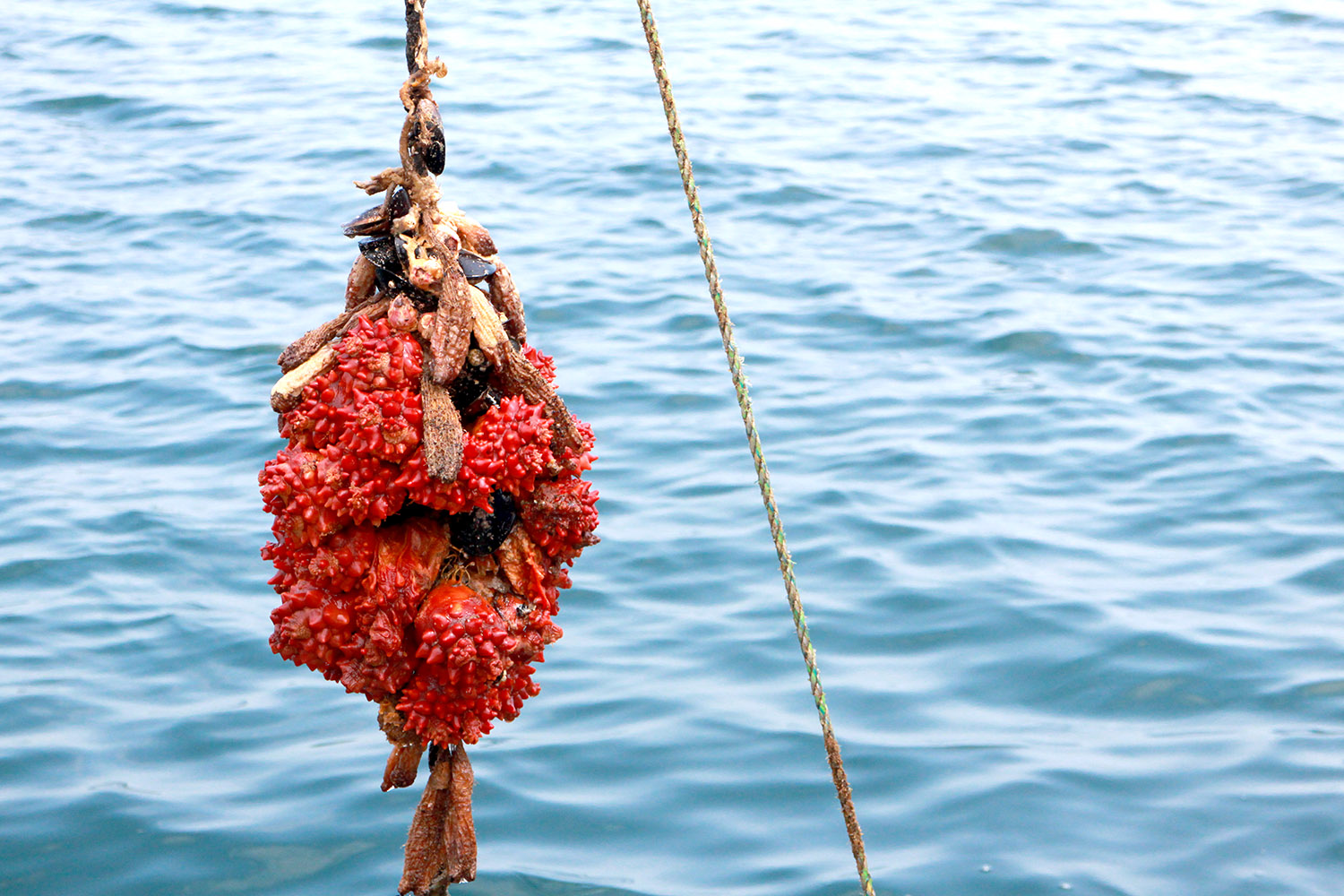 赤くてゴツゴツした外見のホヤがいくつもロープにぶら下がり、海から吊り上げられている様子が映っている写真