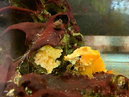 水槽の中でクチバシカジカが赤褐色の岩陰に産みつけられた黄色い卵のそばに寄り添い、卵を守っている様子が写された写真