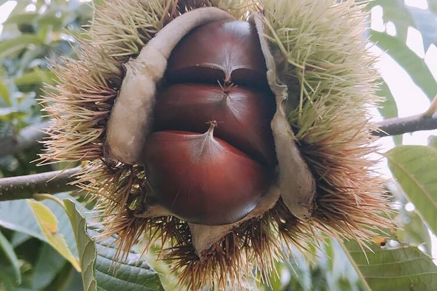 木の枝に生えているイガグリが割れて、中から3つの茶色い栗が見えている写真