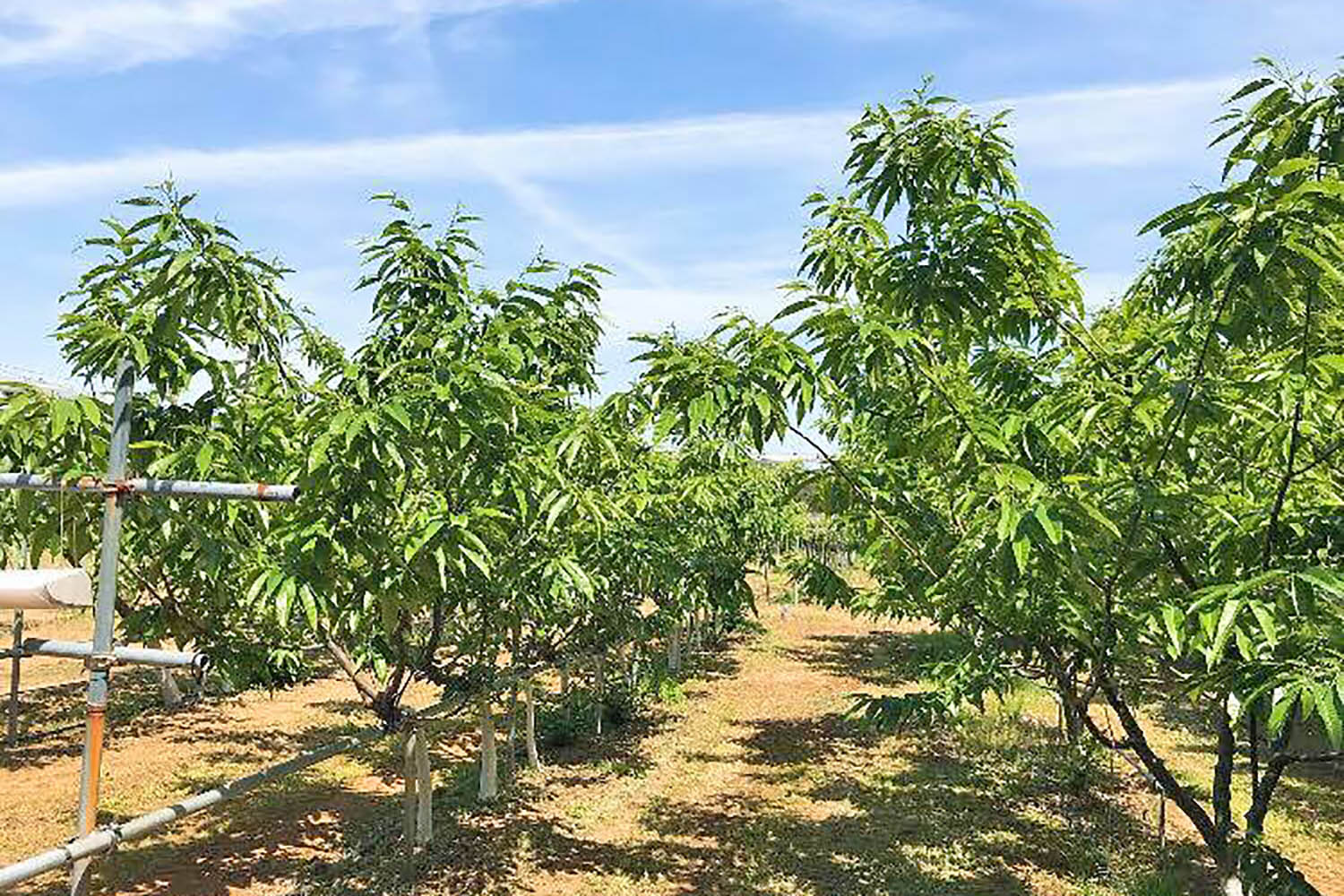 青空の下、整然と並んだ緑豊かな栗の木の写真