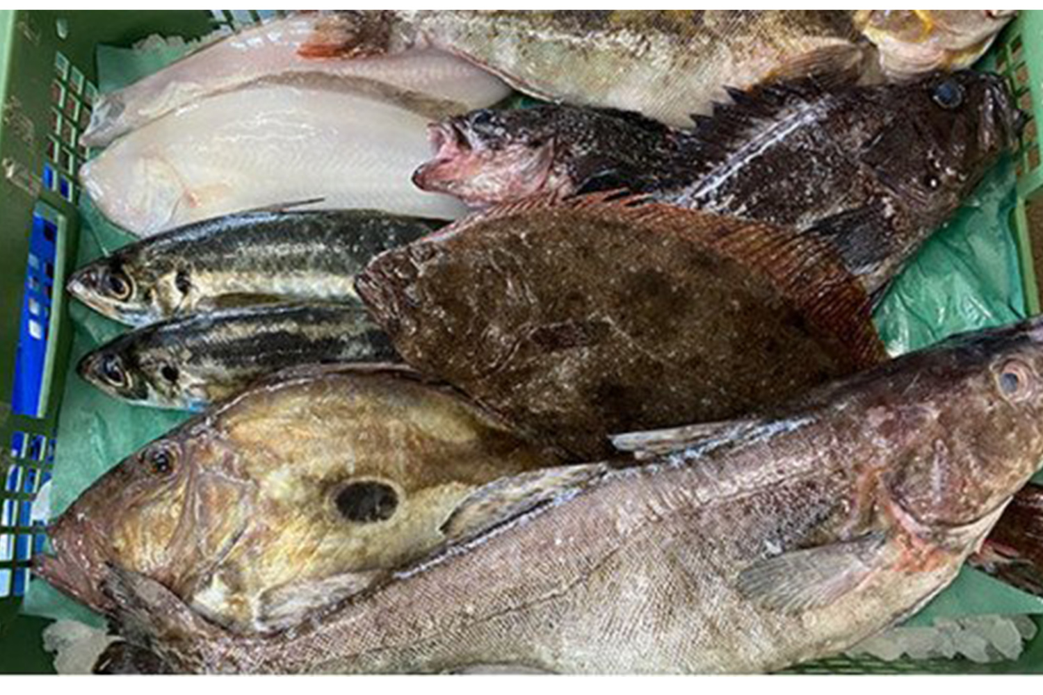 緑のカゴに新鮮なカレイやアジなど数種類の地元で獲れた魚介類が見える、三浦半島の鮮魚詰め合わせの写真