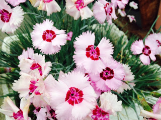 緑色の細い葉が茂った中に、周りが薄いピンク色で中心が濃いピンク色になっているナデシコの花がたくさん咲いている写真