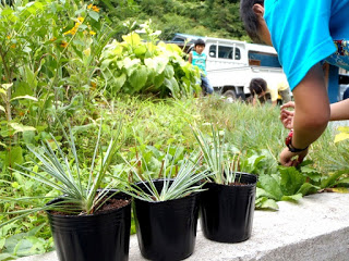 3つのポットにいれられたナデシコの苗が花壇の縁に並んでいる写真