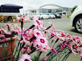 駐車場の横のプランターに、周りが薄いピンク色で中心が濃いピンク色になっているナデシコの花がたくさん咲いている様子を写した写真