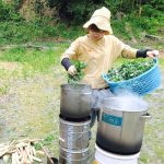 野外で帽子をかぶった中島綾子さんが大きな鍋に新鮮な葉野菜を入れている様子の写真