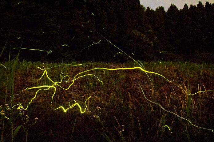 暗い草むらの中をたくさんのホタルが飛び交い、それぞれの光が細い黄色い線として写っている写真