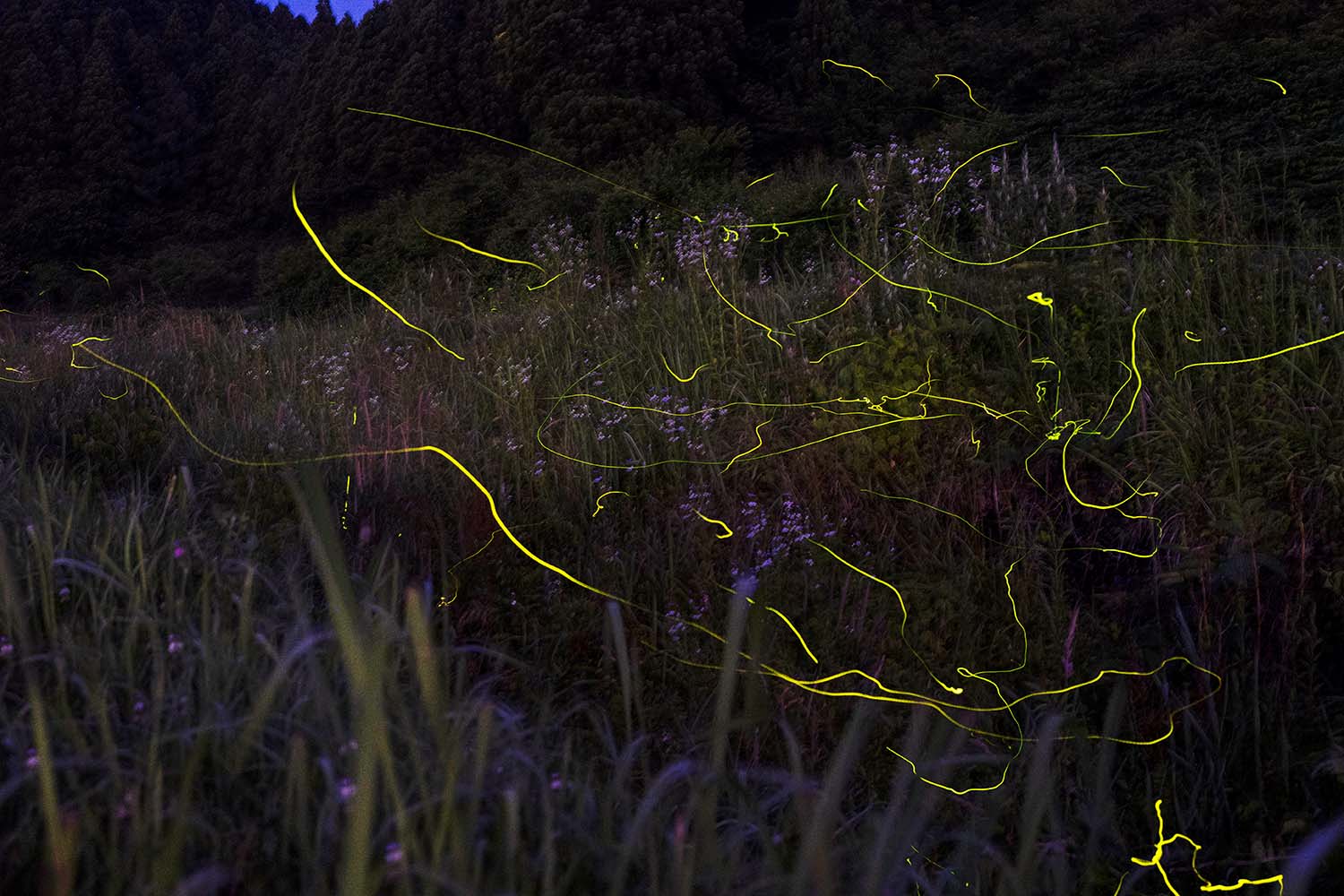 夜の草原でホタルが無数に飛びながら光り、黄色い光の線があちこちに走って写っている幻想的な写真