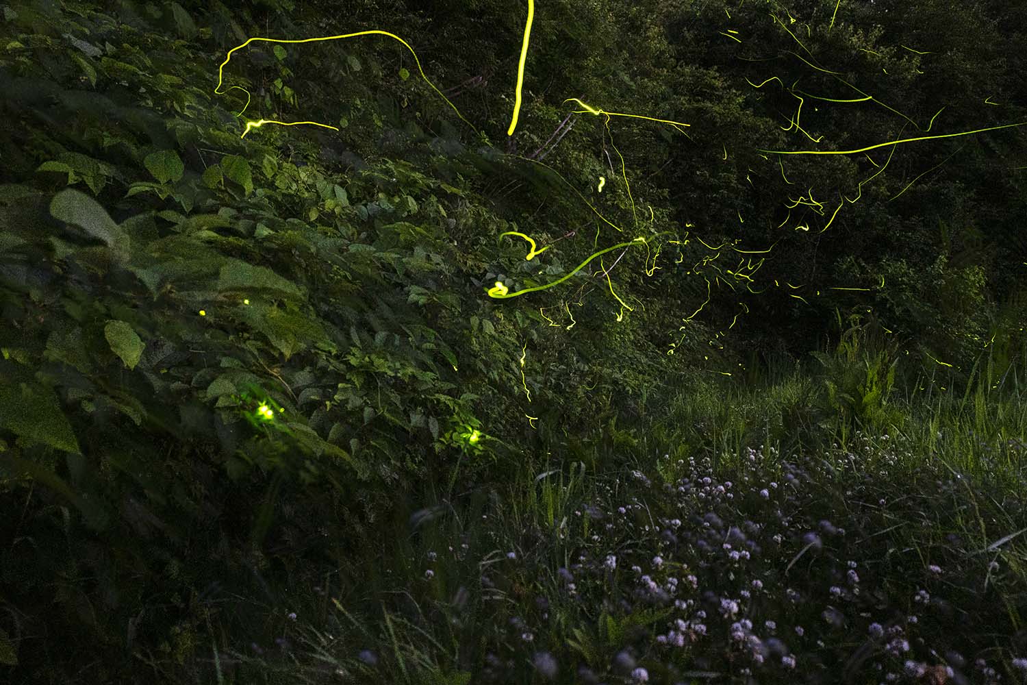 暗い山道のそばの草や葉のあいだからホタルがたくさん光を放ちながら飛び、その光が長い黄色い軌跡として写っているホタルの写真