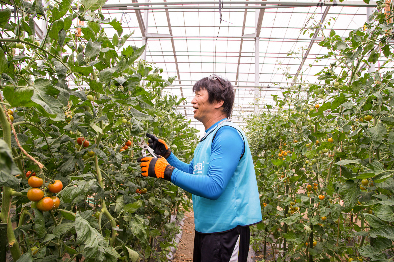 ビニールハウスの中で、青いシャツにベストを着た男性がハサミを持ってトマトを収穫している様子を左から撮影した写真