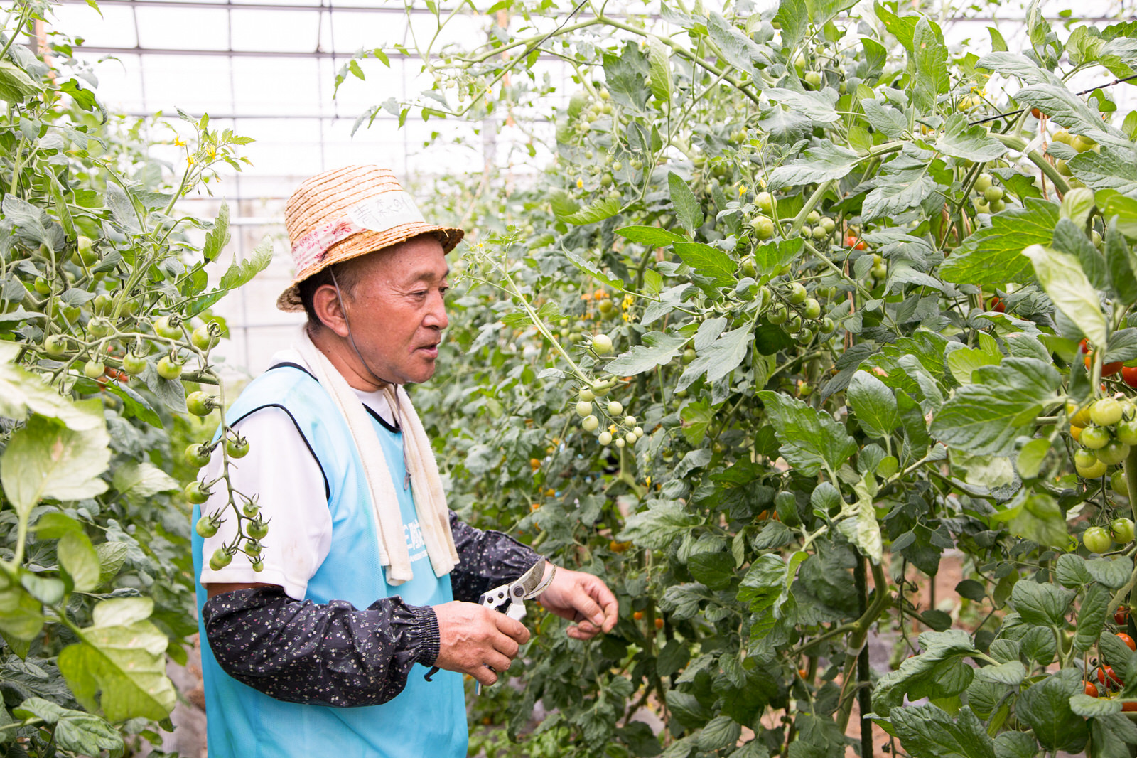 麦わら帽子をかぶり紺色の腕カバーをした男性が、ビニールハウスの中で熟していないトマトの房を見ている写真