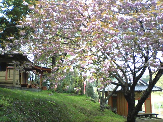 戸倉神社の境内で、淡い桃色の花を幾重にも咲かせた八重桜が枝いっぱいに咲き誇っている様子の写真