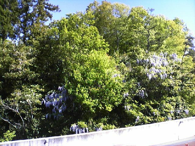 緑豊かな木々の間から、淡い紫色の藤の花が房状に垂れ下がって咲いている様子を写した藤の花の写真