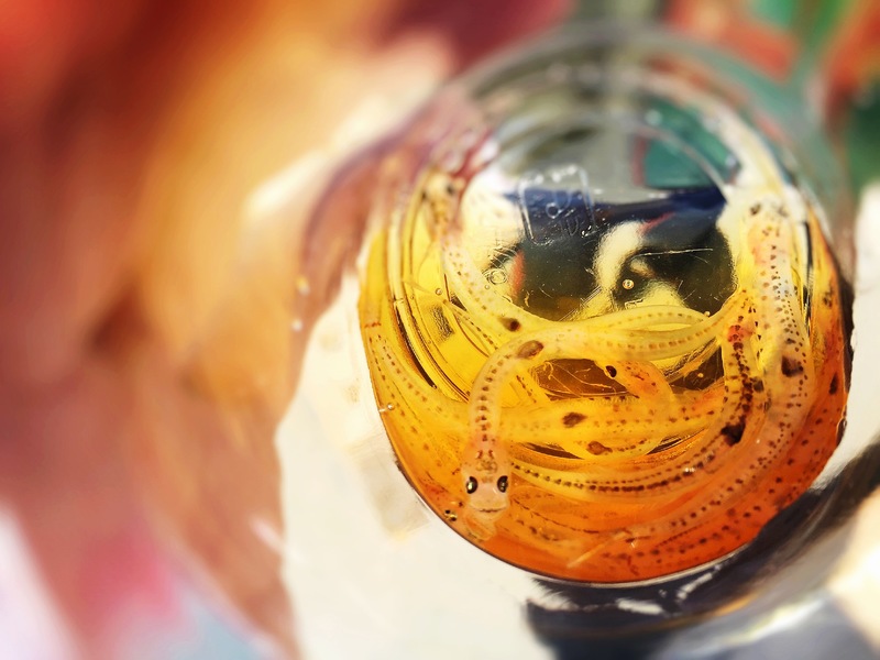 透明なグラスの中に入ったたくさんの小さなしろうおが泳いでいる様子を間近で写した、しろうおの踊り食い体験の写真