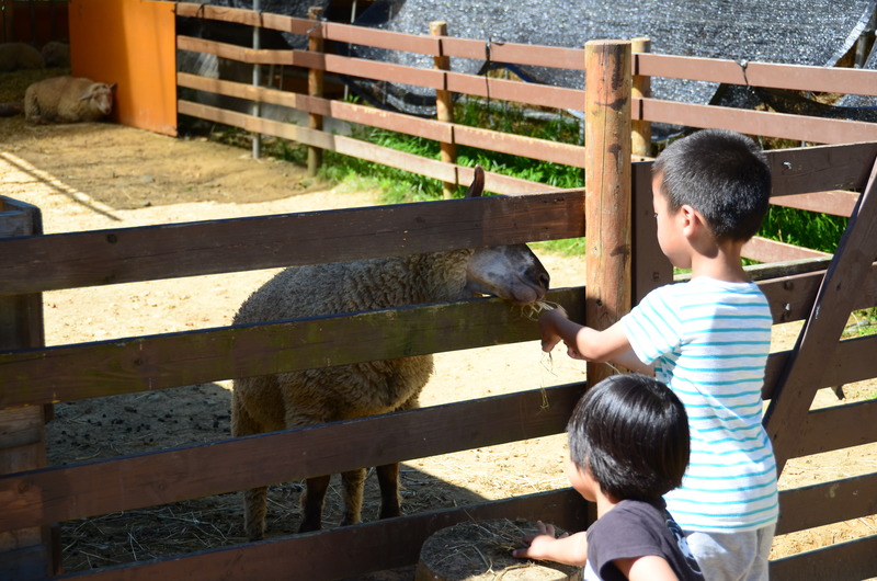 2人の小さな子どもが、木の柵越しに羊に優しくエサをあげている写真