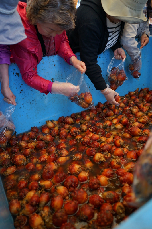 たくさんのオレンジ色のホヤが入った大きな水槽の中から、人々がホヤを取り上げ、ビニール袋に詰めている様子の写真