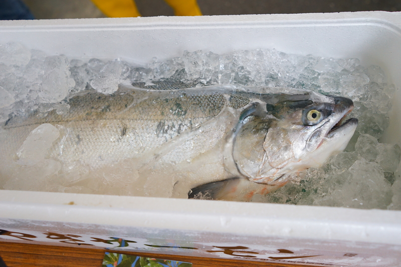 氷がたっぷり詰められた発泡スチロールの箱に新鮮なサーモンが横たわっている写真