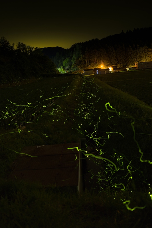 暗闇に無数の蛍が飛び交い、光の軌跡が幻想的に浮かび上がっている写真
