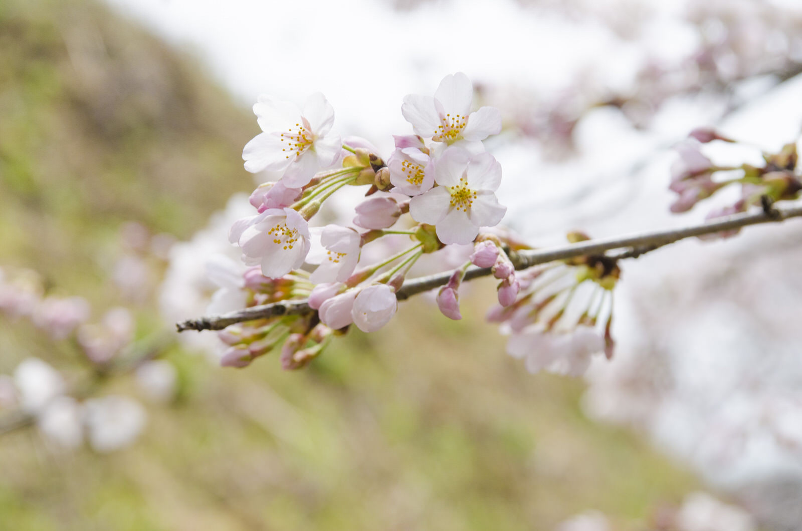 開いた花やつぼみをたくさんつけた桜の枝のアップ写真