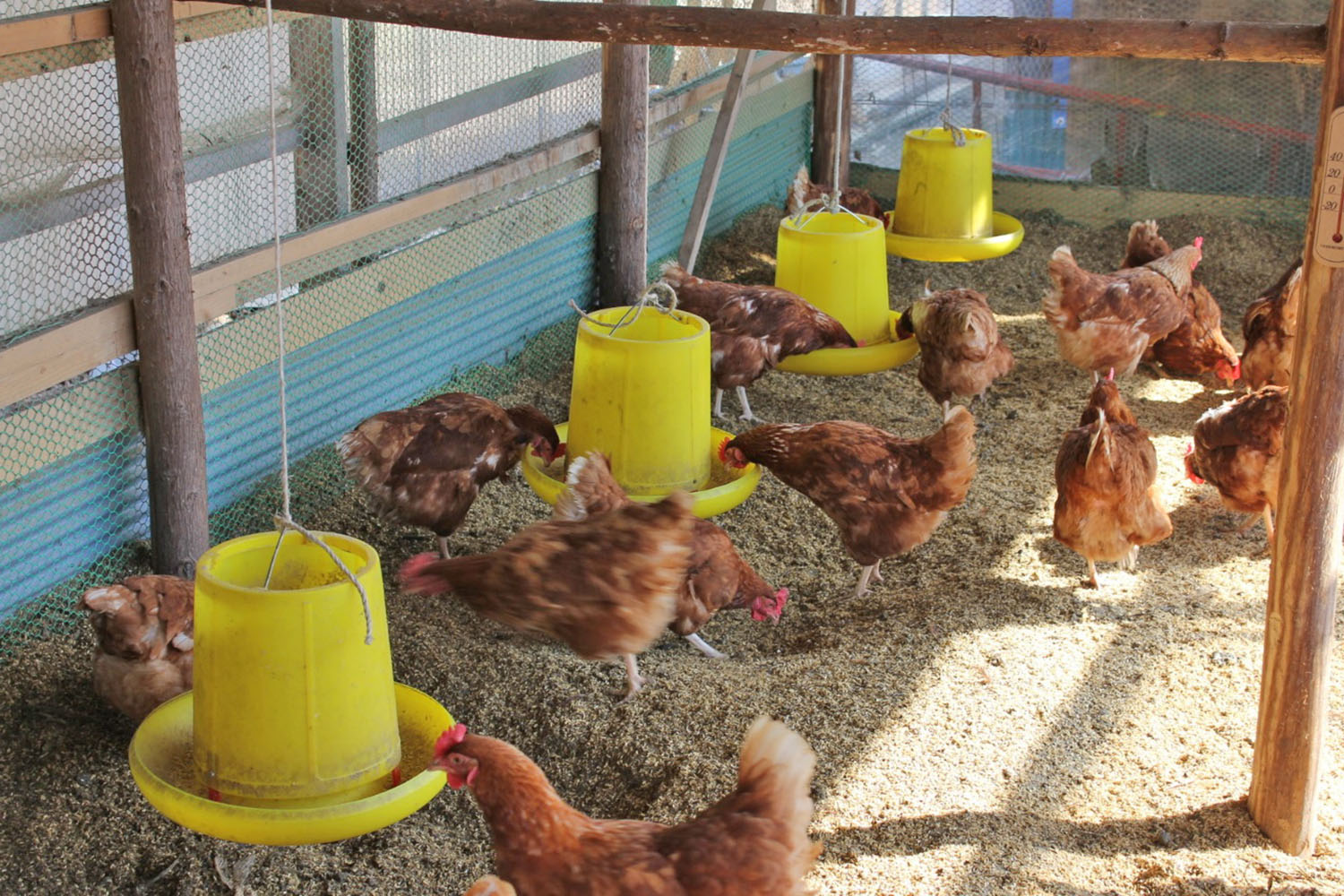 鶏小屋の中で、複数の茶色い鶏が黄色い餌入れから餌を食べている様子の写真