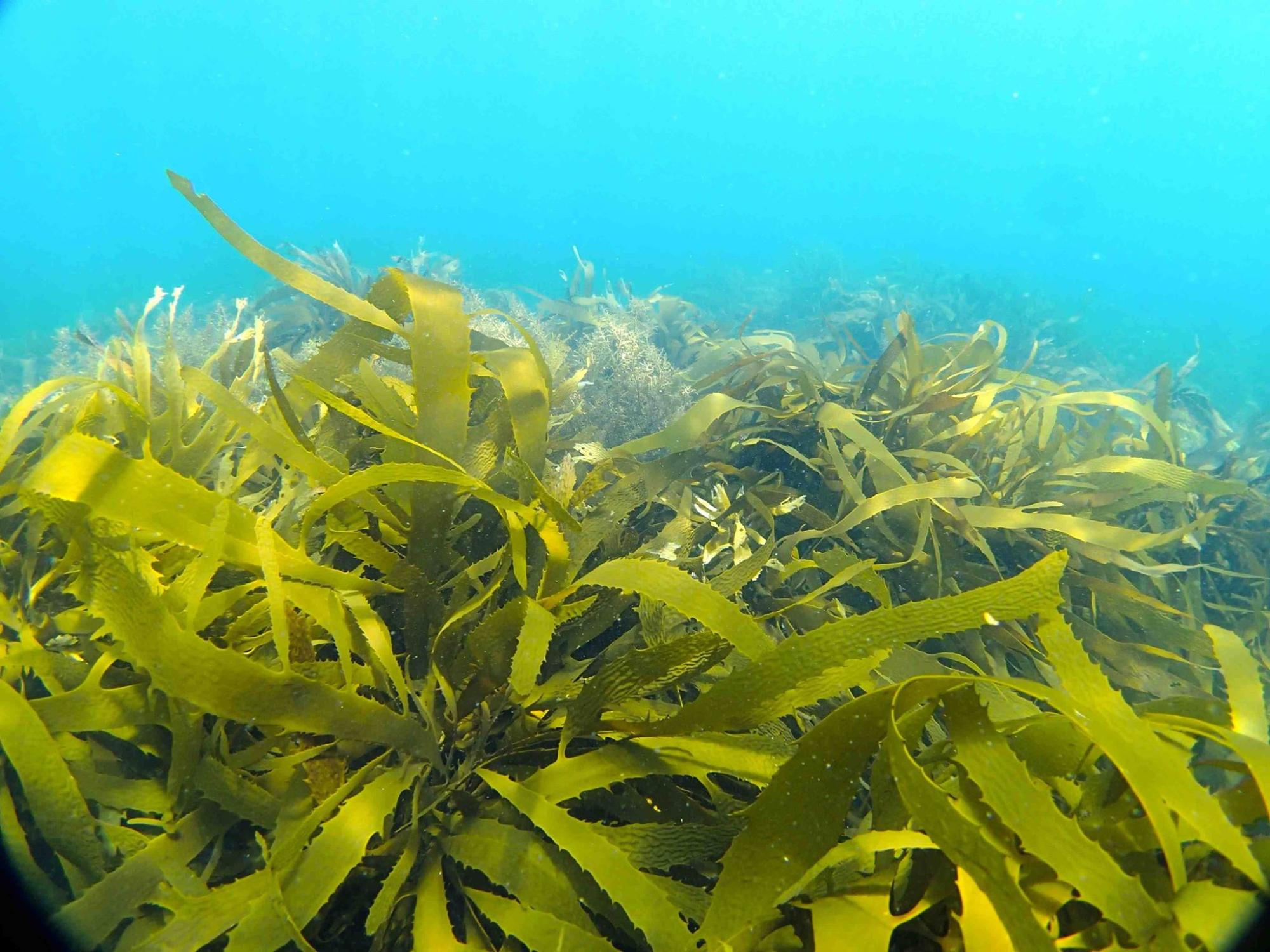 澄んだ青い海中に広がる緑がかった黄色の昆布が密集して生い茂り、長く平たい葉が揺れている様子を写した海中の写真