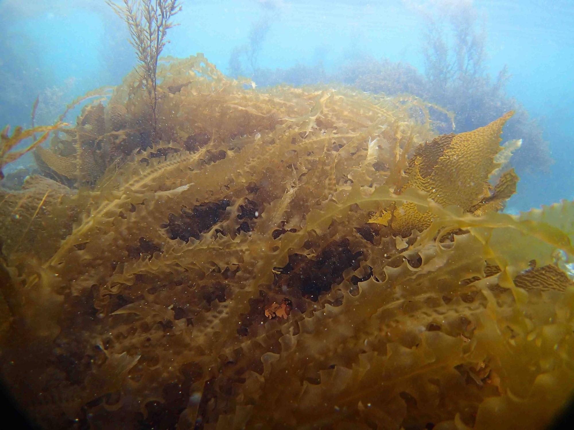 やや濁った青い海の中で、ひだのある茶色い昆布が複雑に絡み合って生え、奥には他の海藻も見える海中の写真