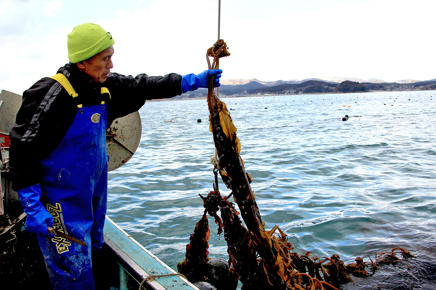 静かな湾と山並みが広がっている船の上で、青色の作業着姿の男性が海中から引き揚げられた大量のワカメを片手で持ち上げながら刈り取ろうとしている様子の写真