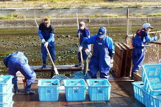 青いコンテナがたくさん置かれており、川辺に設置された木製の仕掛けの中で、青い作業着を着た人々が流れてくる魚を網などで捕まえている様子が写っているサケのやな場の写真