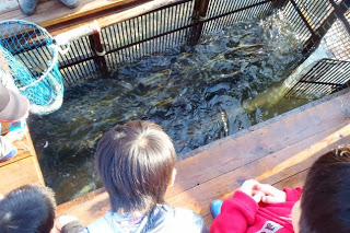 子どもたちがやな場の上から水槽の中で泳ぐサケを観察している様子の写真