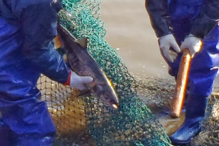 漁師が網にかかったサケを両手で持ち、鮭の捕獲作業をしているクローズアップの写真