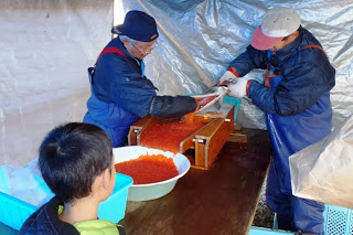 年配の男性二人が机の上で大きなサケの魚から卵を取り出していて、オレンジ色のいくらが白いボウルに流れ込んでおり、手前では子どもがそれを見ている様子の写真