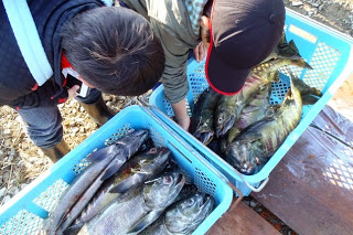 青いプラスチック製のコンテナの中の魚を屋外作業着を着て帽子をかぶっている男性2名が覗き込んで魚をじっくり確認している様子を写した写真