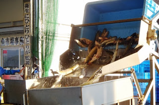 魚を機械で水槽からかごに移す様子で、魚が水しぶきをあげて流れている瞬間の写真