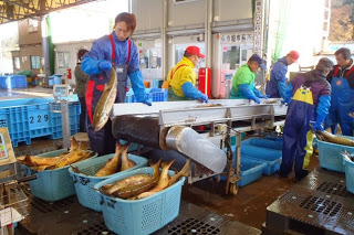 数人の作業員がベルトコンベアで流れてくる魚を選別しながらかごに入れている作業中の写真