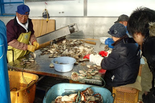 室内の作業場で複数の作業員がホタテの貝殻をローブで結ぶ作業をしている様子の写真