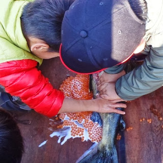 二人の子どもが机の上に置かれた鮭の腹を押さえ、オレンジ色のいくらを手で出している様子の写真