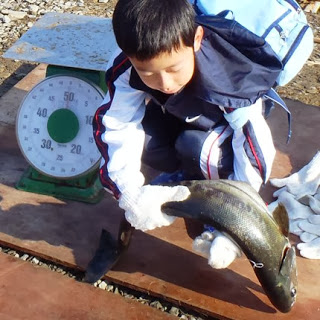 男の子が白い手袋をして大きな鮭を両手で持ち上げ、後ろには重さを量るためのはかりが置かれている写真